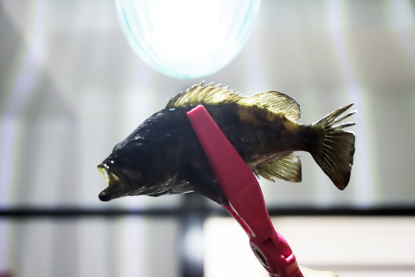 フエルコ(HUERCO) XT511-5S