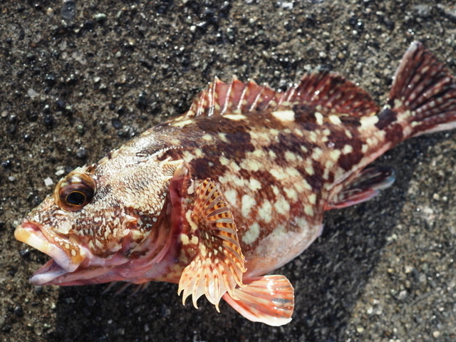 三崎港ナイトゲーム