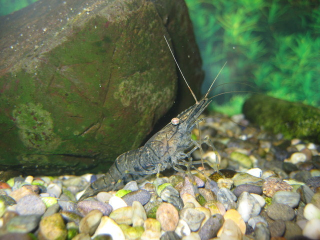 スジエビ(シラサエビ)