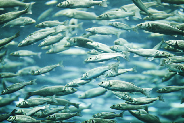 三崎港 シーバス スズキ ヒラスズキ