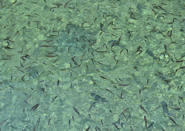 三崎港アジング