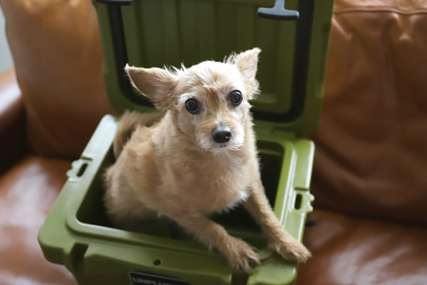 UNPLUGGED CAMP(アンプラグドキャンプ)クーラーボックス15QT