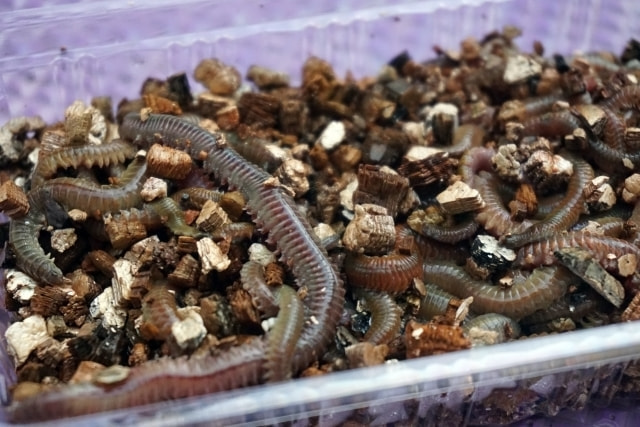 イソメ(ジャリメゴカイ)