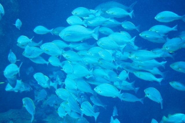 雨 海釣り 釣れる