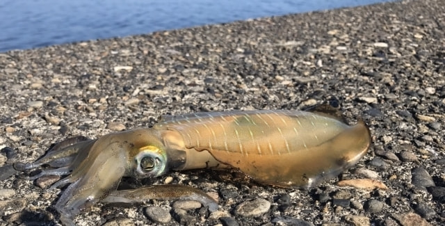 三崎港 エギング アオリイカ