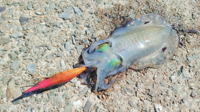 三崎港 エギング アオリイカ