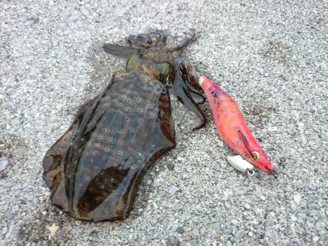 三崎港 根掛かりポイント