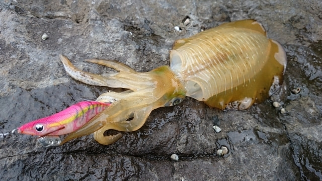 三崎港エギング