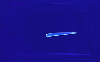 月下美人 シラスビーム 