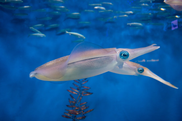 エギングでヤリイカを釣る必勝法(三浦半島、三崎港、城ヶ島)