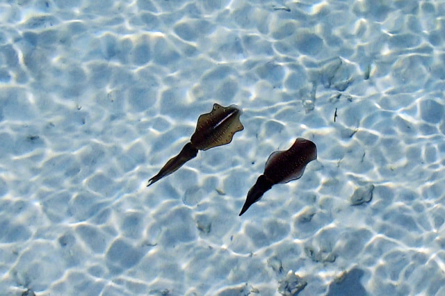 エギングの大潮、中潮、小潮、若潮、長潮は何が釣れる？