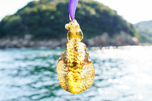 夜のエギングは難しい？見えない？ライトは？ケイムラは釣れる