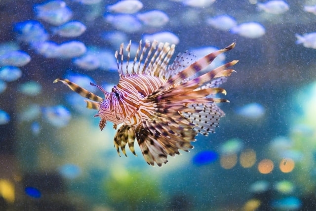 毒魚